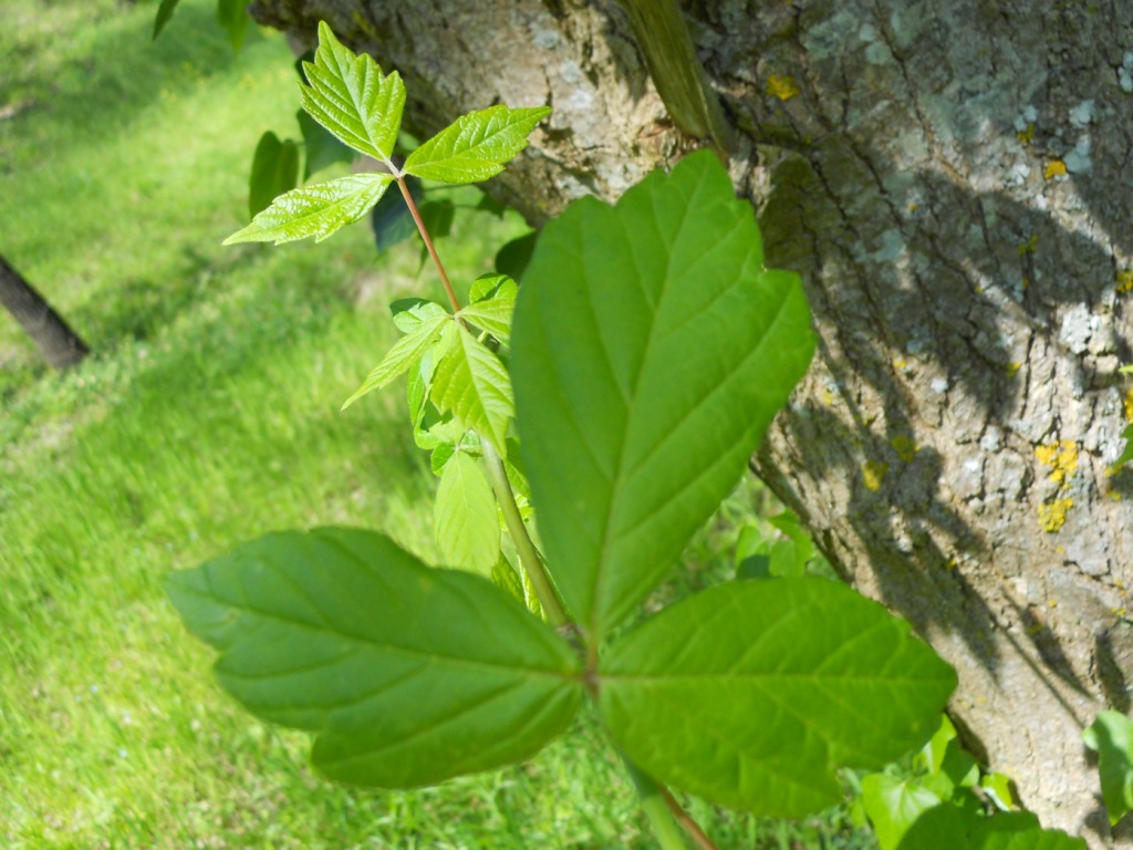 Acer negundo